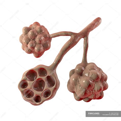 Computer Illustration Of Alveoli In Human Lungs Bronchioles Anatomy