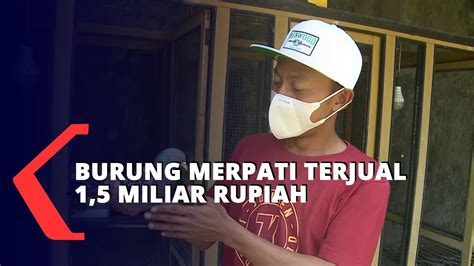 Tujuan Merpati Jaguar Dijual Dengan Harga Rp Milyar Youtube