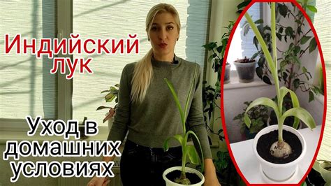 Индийский лук. Птицемлечник хвостатый. Уход в домашних условиях - YouTube