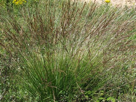 Purple Moor Grass Tussocks Of Shorter Bright Green Leaves  Flickr