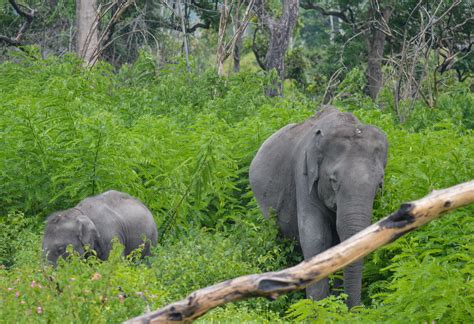 Bandipur National Park-The Best for the National Bird and Animal of ...