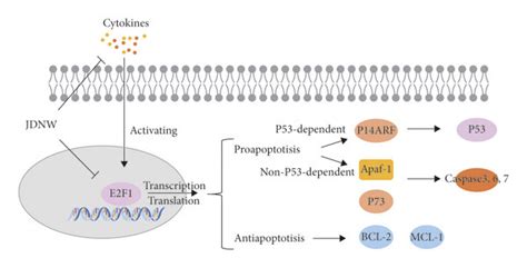 The mechanism of E2F1-induced apoptosis, and inhibition of this pathway ... 