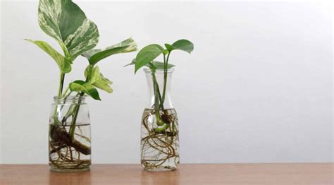 Propagazione Di Pothos In Acqua Una Guida Passo Passo