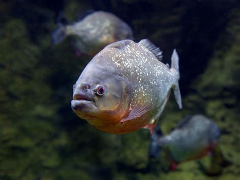 New research identifies piranha species by its 'bark' | National Post