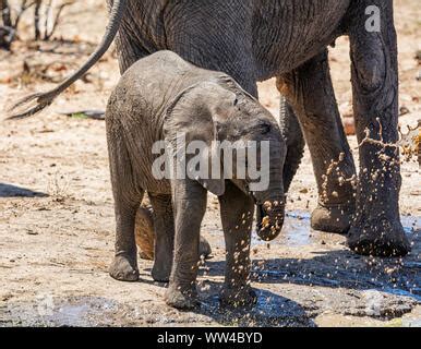 African Elephant Calf At A Waterig Hole In Southern African Savanna