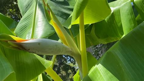 Banana Tree Indoor: Care and Propagation Tips - FlowersProfy