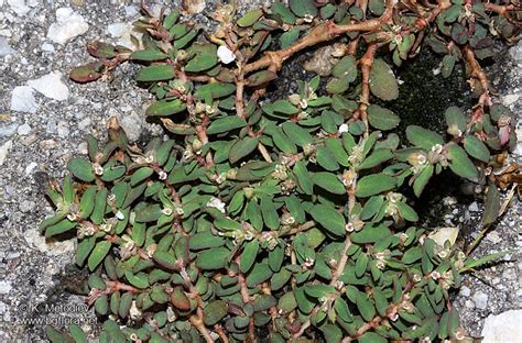 Euphorbia Maculata Picture The Bulgarian Flora Online