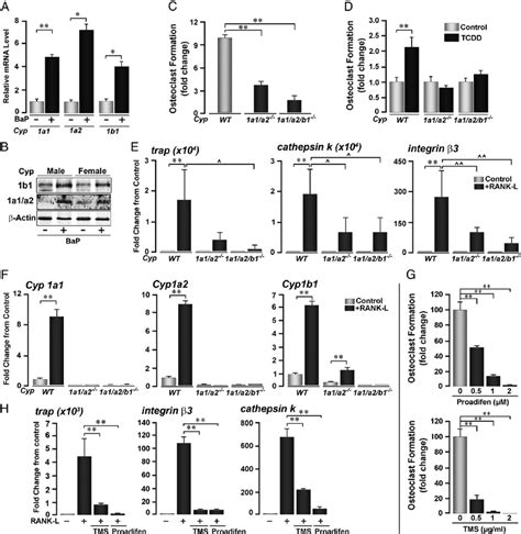 Cyp1 Induction Is Necessary For TCDD And RANK L Induced