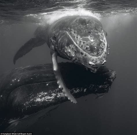 Bryant Austin's photography of migrating whales as they pass metres ...