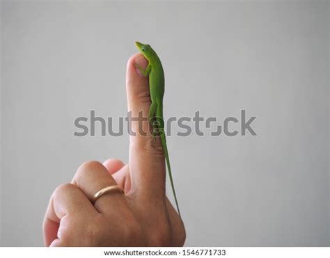 Fuck You Lizard Over Royalty Free Licensable Stock Photos Shutterstock