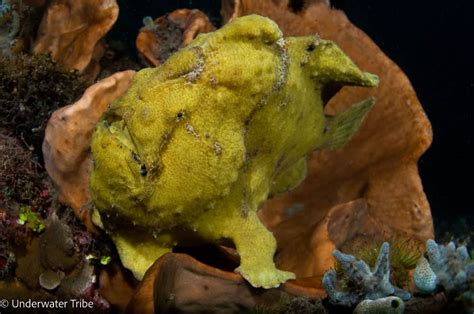 Frogfish Creature Feature Underwater Tribe