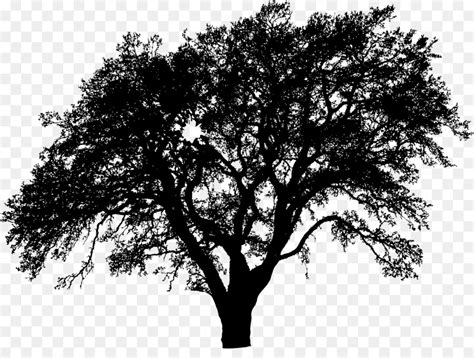 Free Tree Silhouette Transparent Background, Download Free Tree ...