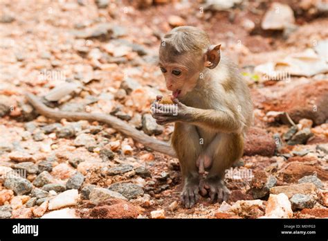 Toque Macaque Monkey Macaca Sinica Sri Lanka Stock Photo Alamy