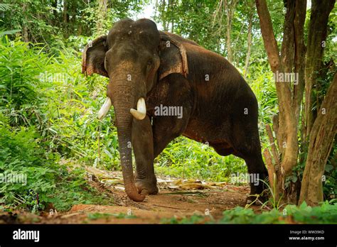 Asian Elephant Elephas Maximus In The Thai Jungle Also Called