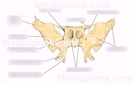 Pitt A And P Sphenoid Bone Anterior View Diagram Quizlet