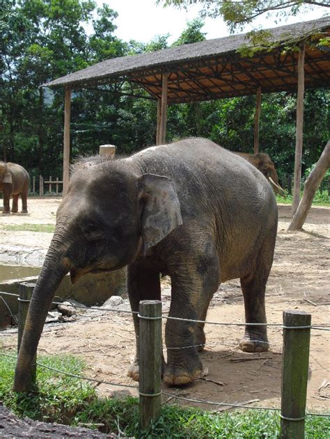 Hello Kota Kinabalu: Borneo Pygmy Elephant