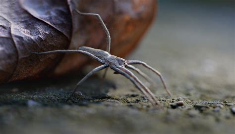 Точка опоры - Arachnida - Macroclub.org