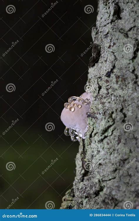 Fomitopsis Pinicola Photographed during Guttation. Guttation is the Physiological Stock Photo ...