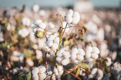 100+ Cotton Pictures | Download Free Images on Unsplash 