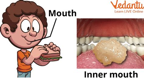 Parts Of The Mouth Learning The Names And Functions Of The Parts Of