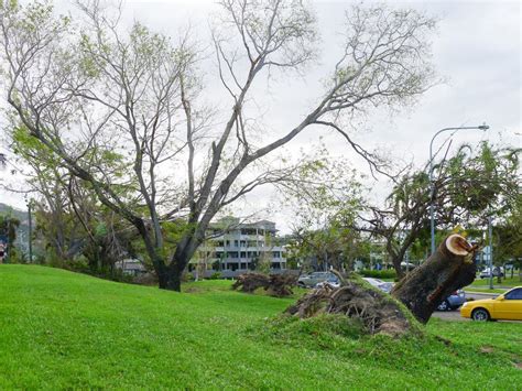 Uprooted Trees on the Strand, Townsville, Australia after Cyclone Yasi ...