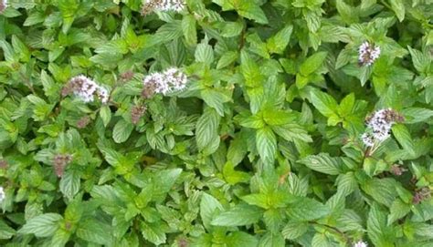 Menta Poleo. Origen, Descripción, Cultivo, Cuidados, Propiedades