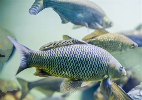 The Fish That works Best in Aquaponics is Tilapia