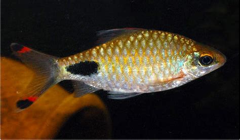 Barb Fish Filament Barb Tropical Fish Arizona Aquatic Gardens