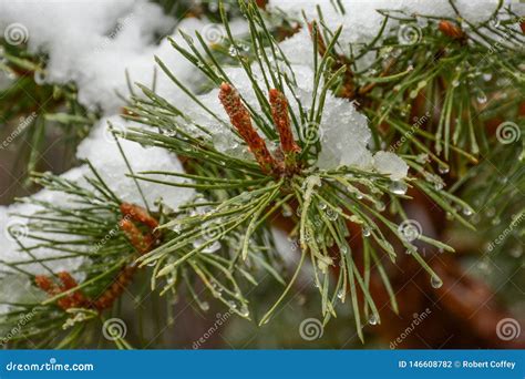 Neve Di Fusione Sugli Aghi Verdi Del Pino Fotografia Stock Immagine