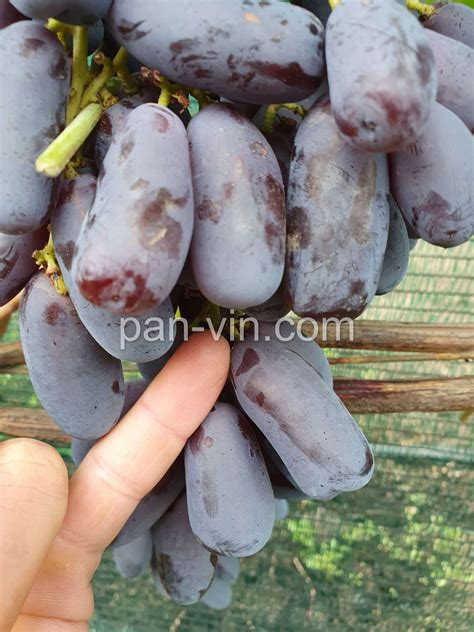 Графиня — pan-vin.com