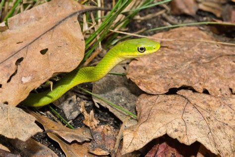 Rough Green Snake Care Temperament And Breeding Az Reptiles