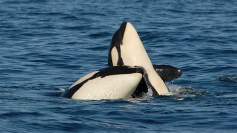 Raising sons is draining killer whale mothers, study finds | CBC News