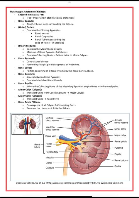 Urinary / Renal System - 🩺 Discover High-Yield Medical Study Notes ...