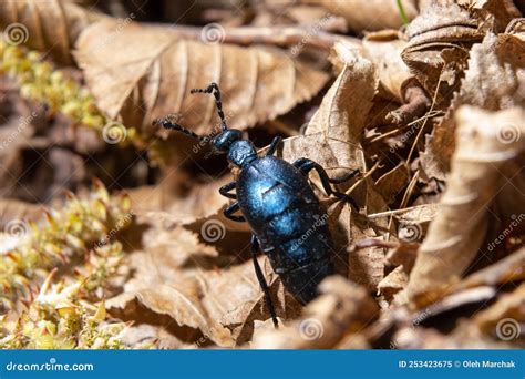 The Violet Oil Beetle Meloe Violaceus Is A Species Of Oil Beetle