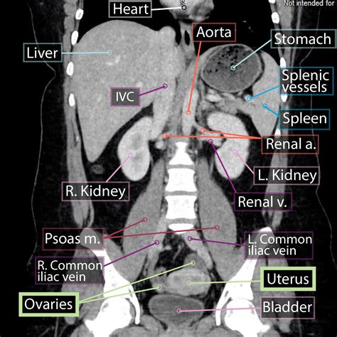 Gross Anatomy Glossary Reproductive Organs Imaging Ditki Medical And Biological Sciences