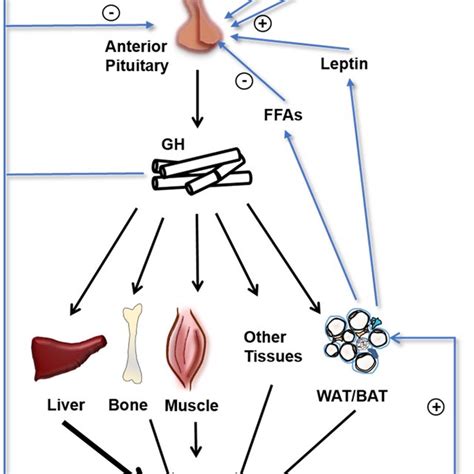 Does Growth Hormone Cause Muscle Growth - Stéroïde Légale