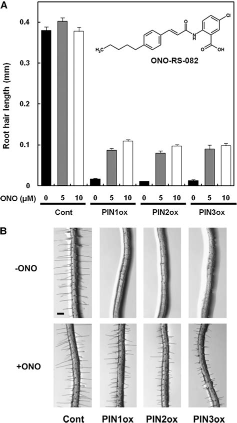 Figure 1 From Phospholipase A2 Is Required For PIN FORMED Protein