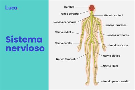 Qu Es El Aparato Locomotor