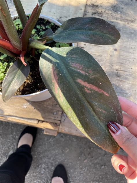 Philodendron ID : r/PlantIdentification