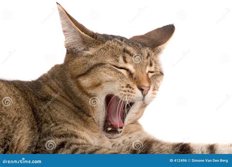 Yawning Cat Stock Photo Image Of Cats Lying Yawning