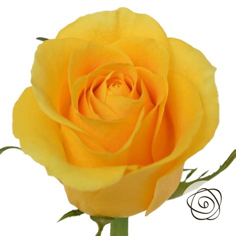 Brighton (Roses) - So^Bella Flowers