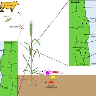 Biochemical Mechanism Of Vertically Transmitted Microbiota Mediated