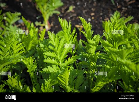 Wormwood Artemisia Absinthium In Garden Wormwood Plant Used For Herbal