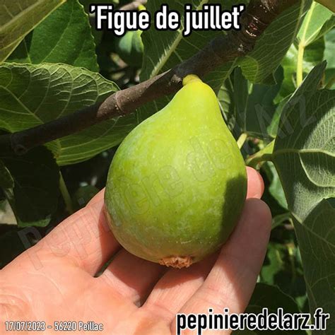 Figuier Figue De Juillet Racines Nues