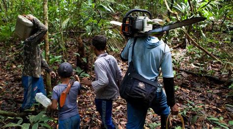 La tala ilegal y su preocupante panorama en la Amazonía Fotos PERU