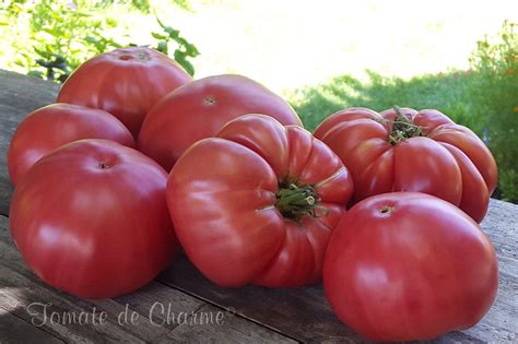 Sibirskie lapti | Tomate de charme