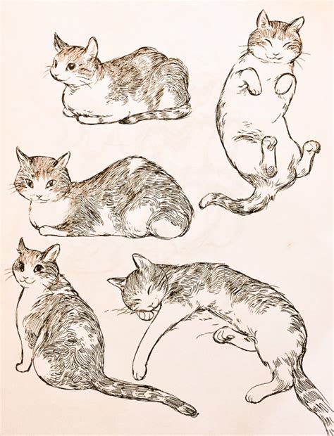 Референсы кошек - фото и картинки abrakadabra.fun