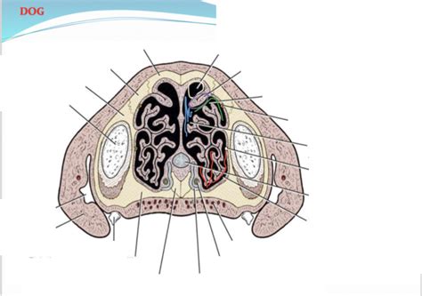 Dog nasal cavity Diagram | Quizlet