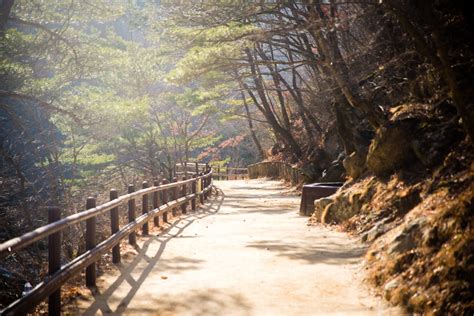 Fotos Gratis Rbol Naturaleza Bosque Desierto Sendero Luz De Sol