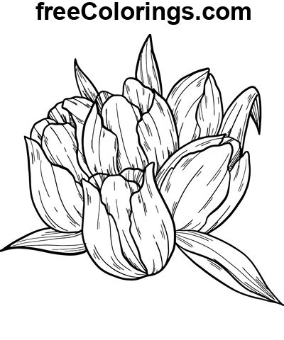 Tulpenknop Tekening Gratis Afdrukbare Kleurplaten